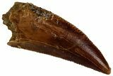 Serrated Raptor Tooth - Real Dinosaur Tooth #300896-1